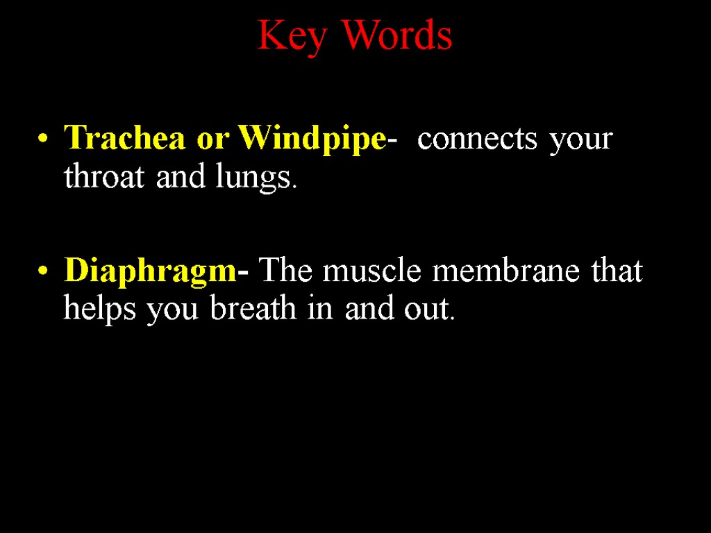 Key Words Trachea or Windpipe- connects your throat and lungs. Diaphragm- The muscle membrane